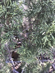Juniperus californica
