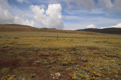 Helichrysum subglomeratum