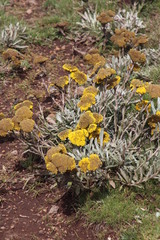 Helichrysum subglomeratum