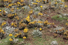 Helichrysum subglomeratum