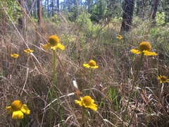 Helenium drummondii