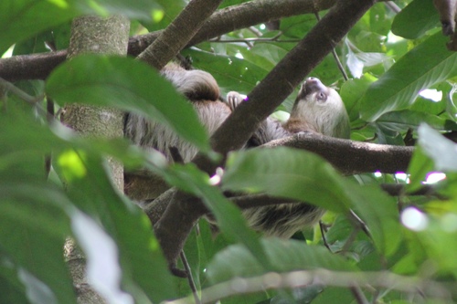 Hoffmann's two-toed sloth
