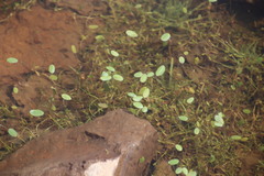Hygrophila lacustris