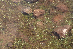 Hygrophila lacustris