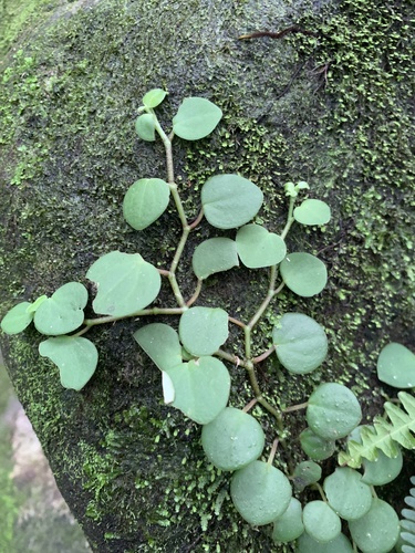Peperomia scandens 'Variegata'