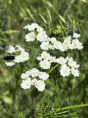 Bifora americana