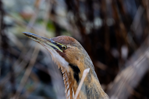 Avetoro lentiginoso (Botaurus lentiginosus)