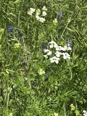 Bifora americana