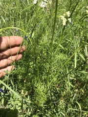 Bifora americana
