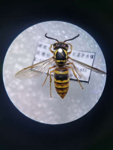 Korean Yellowjacket