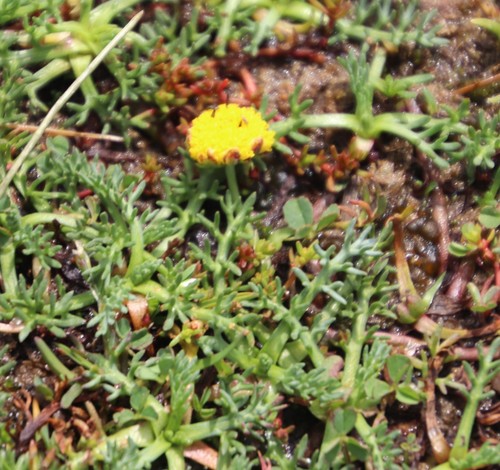 Cotula paludosa, photograph 6