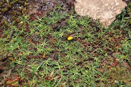 Image of Cotula paludosa by (c) Tony Rebelo, some rights reserved (CC BY-SA)