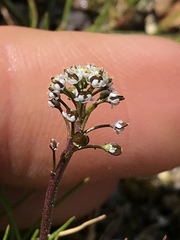 Teesdalia coronopifolia