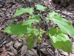 Smilax ecirrhata