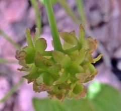 Smilax ecirrhata