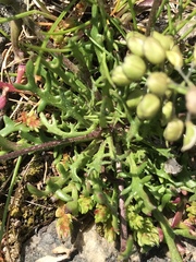 Teesdalia coronopifolia