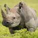 Black Rhinoceros - Photo (c) Chris Fisher, some rights reserved (CC BY-NC), uploaded by Chris Fisher