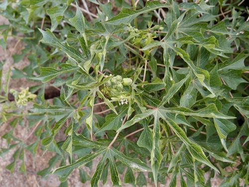Image of Manihot davisiae by (c) Sue Carnahan, some rights reserved (CC BY)