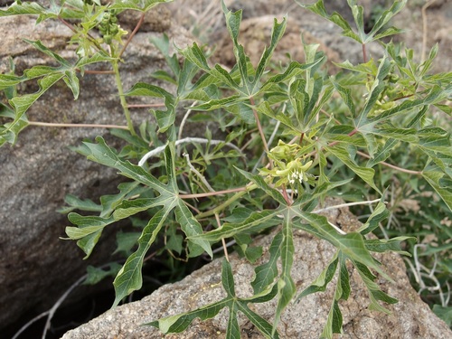 Image of Manihot davisiae by (c) Sue Carnahan, some rights reserved (CC BY)