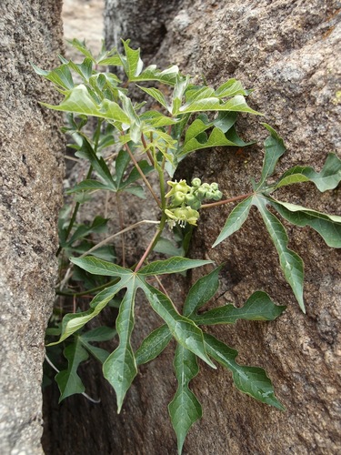 Image of Manihot davisiae by (c) Sue Carnahan, some rights reserved (CC BY)