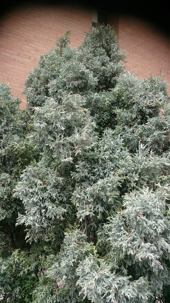 Alligator Juniper (Davis Mountains Biological Treasure Hunt) · iNaturalist