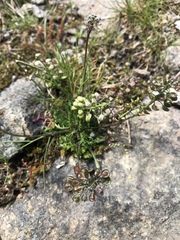 Teesdalia coronopifolia