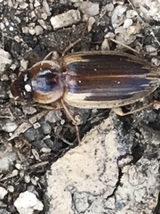Tanystoma maculicolle
