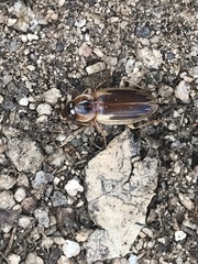 Tanystoma maculicolle