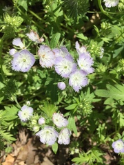 Phacelia purshii