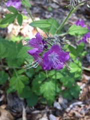 Phacelia bipinnatifida