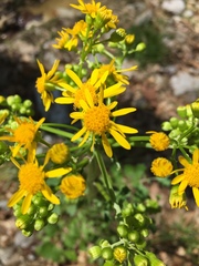 Packera glabella