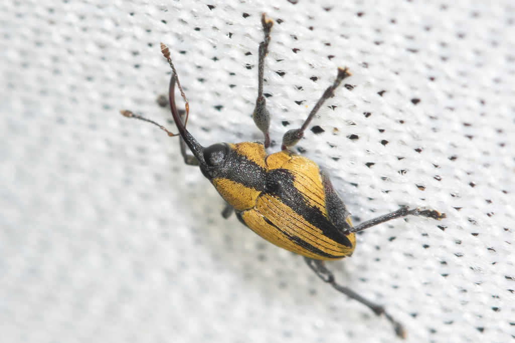 Indocurculio