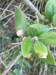 Feijoa sellowiana