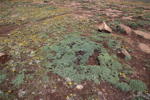 Euryops decumbens, photograph 5