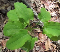 Smilax ecirrhata