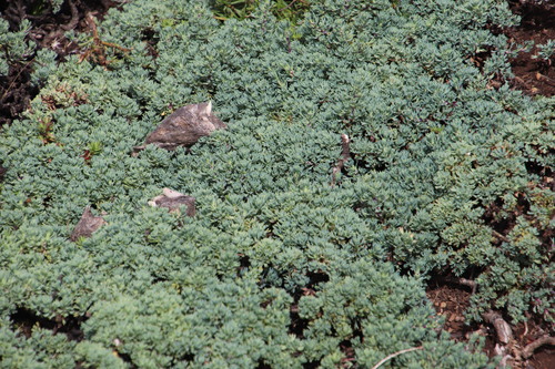 Euryops decumbens, photograph 4