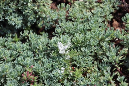Euryops decumbens, photograph 6