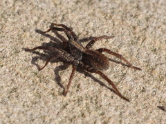 Alopecosa pulverulenta