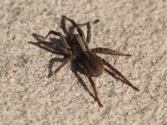 Alopecosa pulverulenta