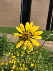 Silphium gracile