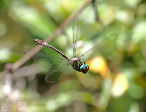 Neocordulia mambucabensis
