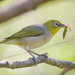 Silvereye - Photo (c) Marj Kibby, some rights reserved (CC BY-NC)