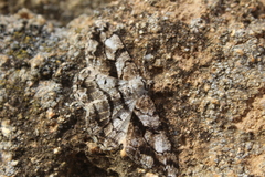 Peribatodes umbraria