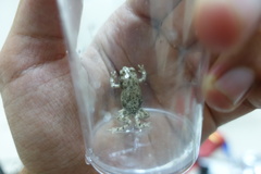 Duttaphrynus dhufarensis
