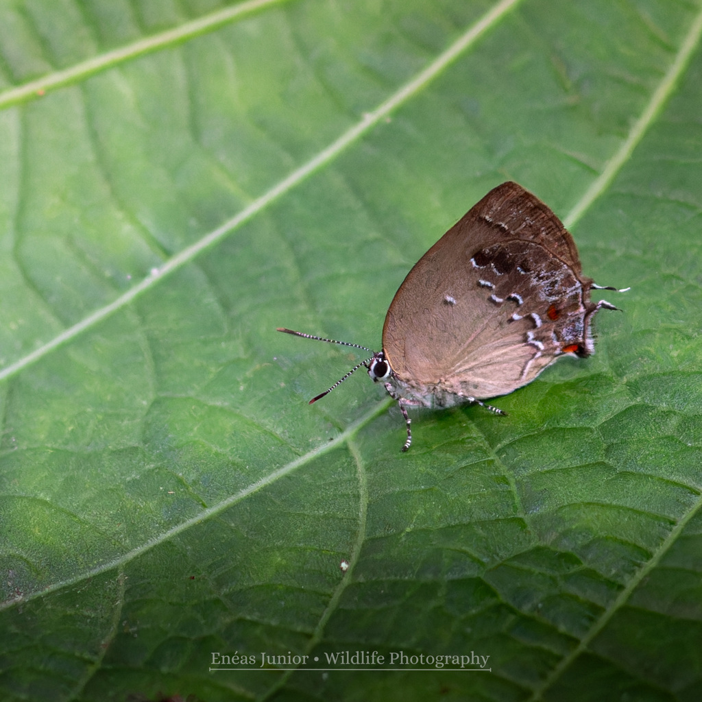 Magnastigma hirsuta