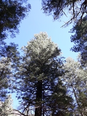 Pseudotsuga menziesii glauca