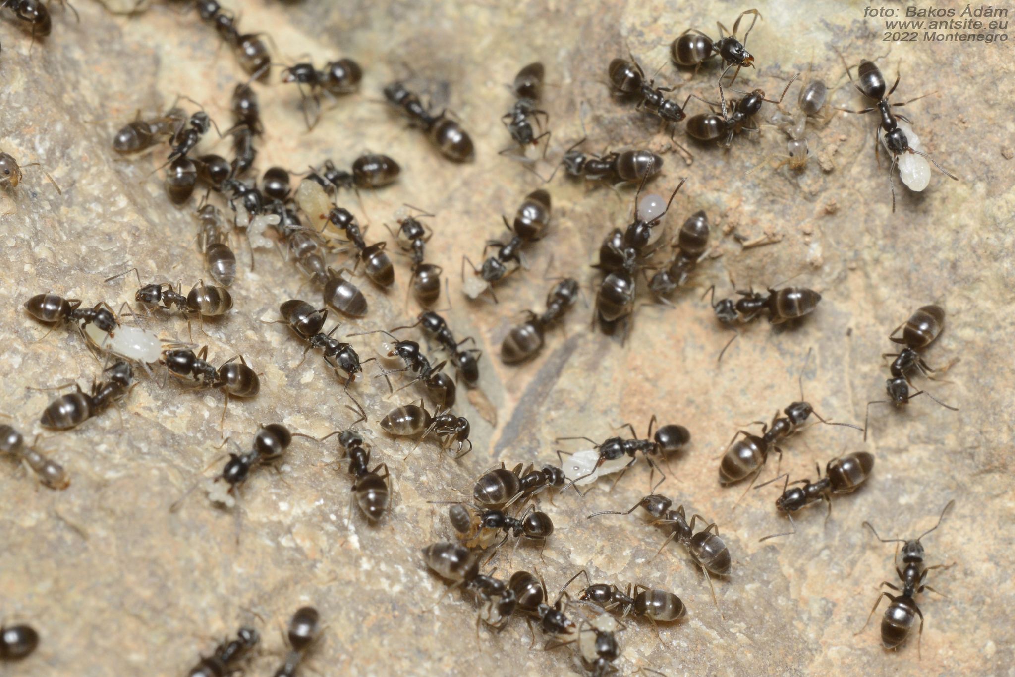 Tapinoma erraticum