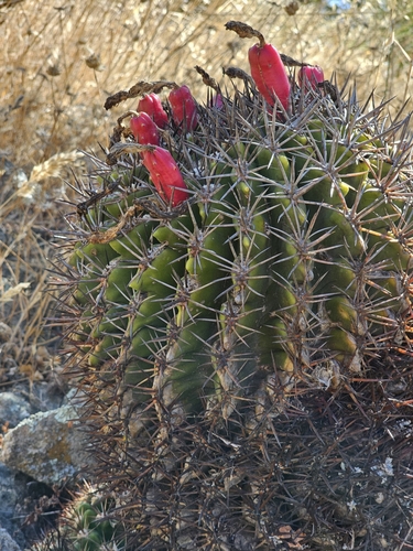 Eriosyce castanea