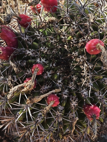 Eriosyce castanea