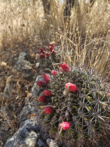 Eriosyce castanea